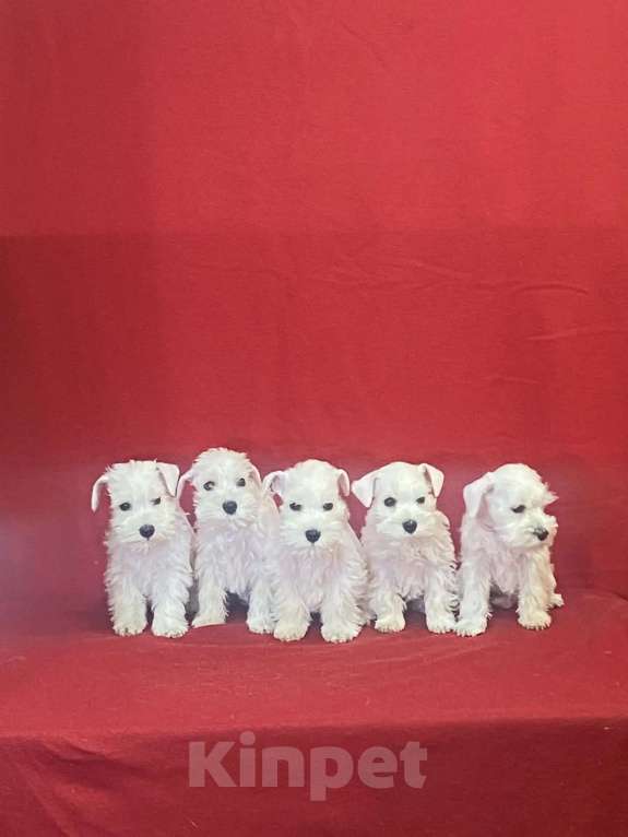 Собаки в Омске: Цвергшнауцер щенок белый Разнополые, Бесплатно - фото 6