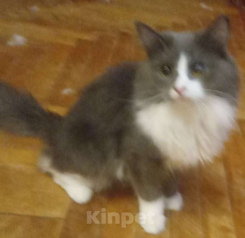 Кошки в Москве: Серый с белым сибирский котик Мальчик, 15 000 руб. - фото 2