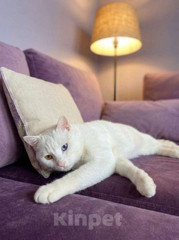 Кошки в Москве: Котик белый в добрые руки Мальчик, Бесплатно - фото 4