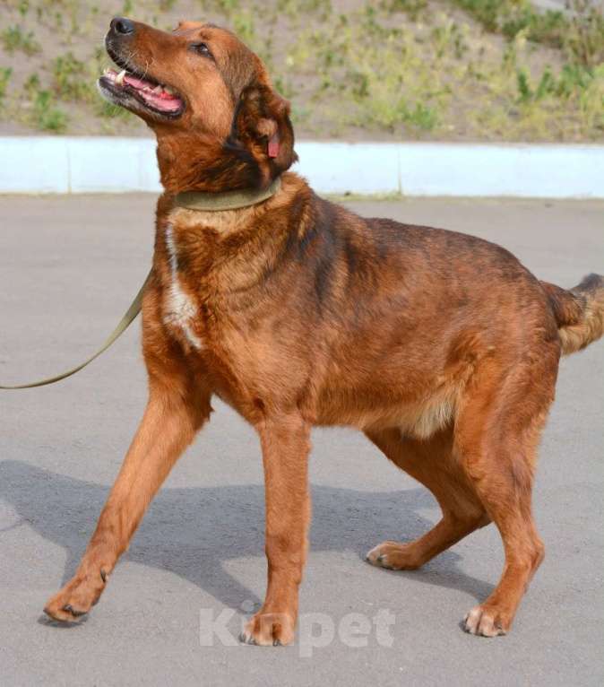 Собаки в Воронеже: Верный пёс в добрые руки  Мальчик, Бесплатно - фото 4