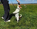 Собаки в Брянске: Вязка Джек Рассел Терьер  Мальчик, 40 000 руб. - фото 4