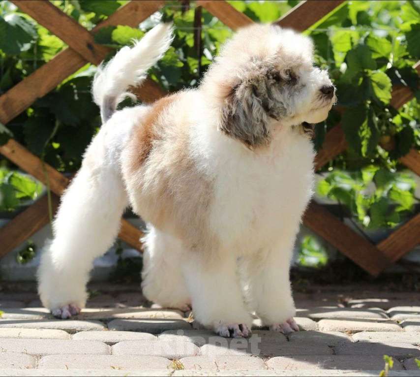 Собаки в Воронеже: Пудель редкого окраса Мальчик, Бесплатно - фото 3