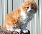 Кошки в Воронеже: Шотландские котята Девочка, Бесплатно - фото 1