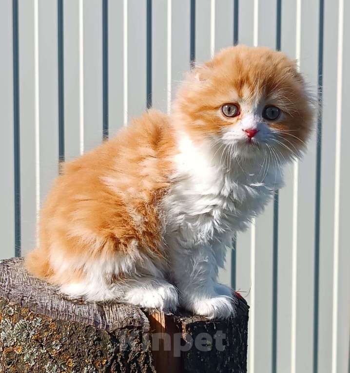 Кошки в Воронеже: Шотландские котята Девочка, Бесплатно - фото 1