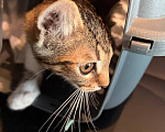 Кошки в Москве: Котята ищут дом Разнополые, Бесплатно - фото 5