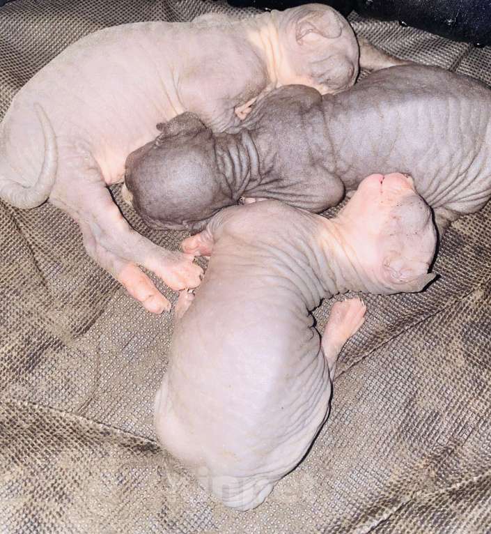 Кошки в Сочи: Канадский сфинкс  Девочка, 20 000 руб. - фото 8