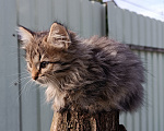 Кошки в других городах Московской области: Котята ищут дом Разнополые, Бесплатно - фото 1