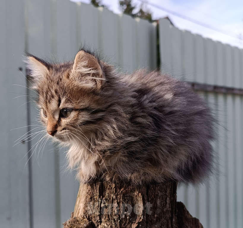 Кошки в других городах Московской области: Котята ищут дом Разнополые, Бесплатно - фото 1