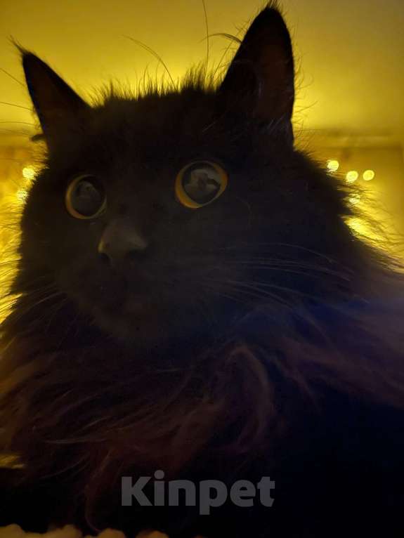 Кошки в Красноярске: В добрые руки новогоднее чудо-кошечку Девочка, Бесплатно - фото 5