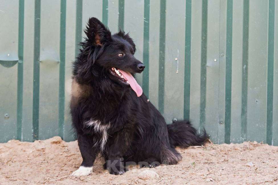 Собаки в других городах Московской области: Малыш Симба в дар Мальчик, Бесплатно - фото 3