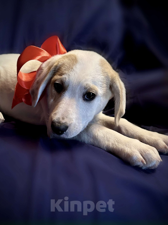 Собаки в Раменском: Бусинка ищет любящую семью Девочка, 1 руб. - фото 3