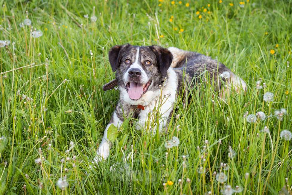 Собаки в Москве: Собака прошедшая СВО и избежавшая усыпления в поисках самого лучшего дома! Девочка, Бесплатно - фото 3