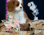 Собаки в Электростали: Шикарная девочка кавалер кинг чарльз спаниель Девочка, 150 000 руб. - фото 2