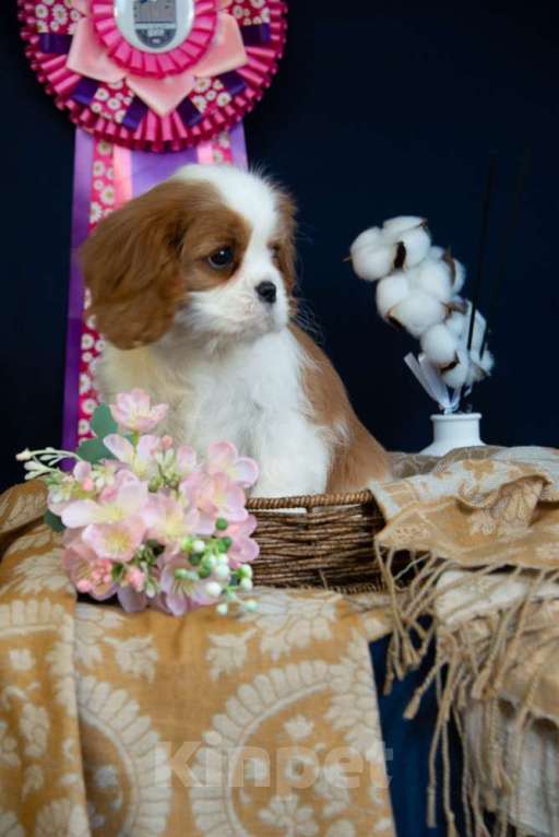 Собаки в Электростали: Шикарная девочка кавалер кинг чарльз спаниель Девочка, 150 000 руб. - фото 2