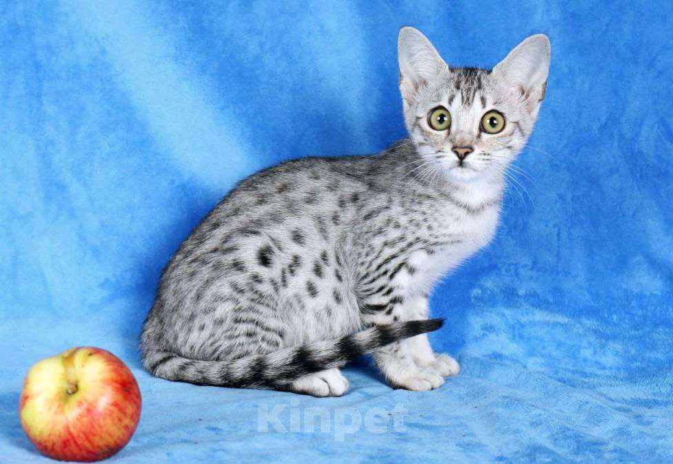 Кошки в Санкт-Петербурге: Котята SAVANNAH Ф4, Ф5 сбт Мальчик, 50 000 руб. - фото 6