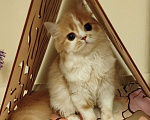 Кошки в Валдае: Кошечка- принцесса из помета победителя выставки Девочка, 30 000 руб. - фото 5