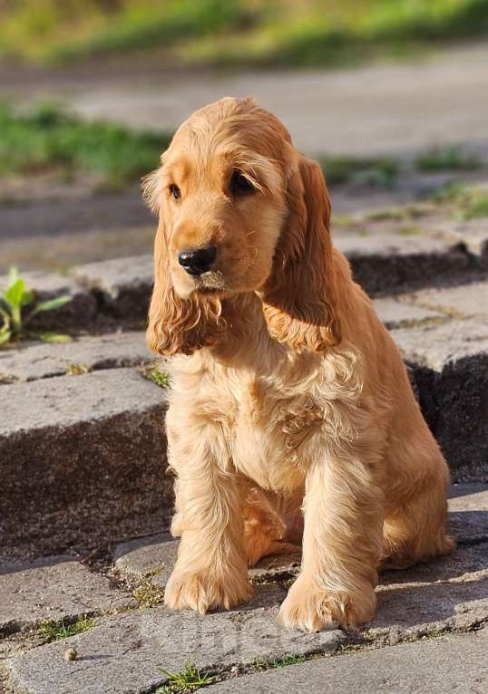 Собаки в Калининграде: Щенки английского кокер спаниеля Разнополые, 60 000 руб. - фото 5