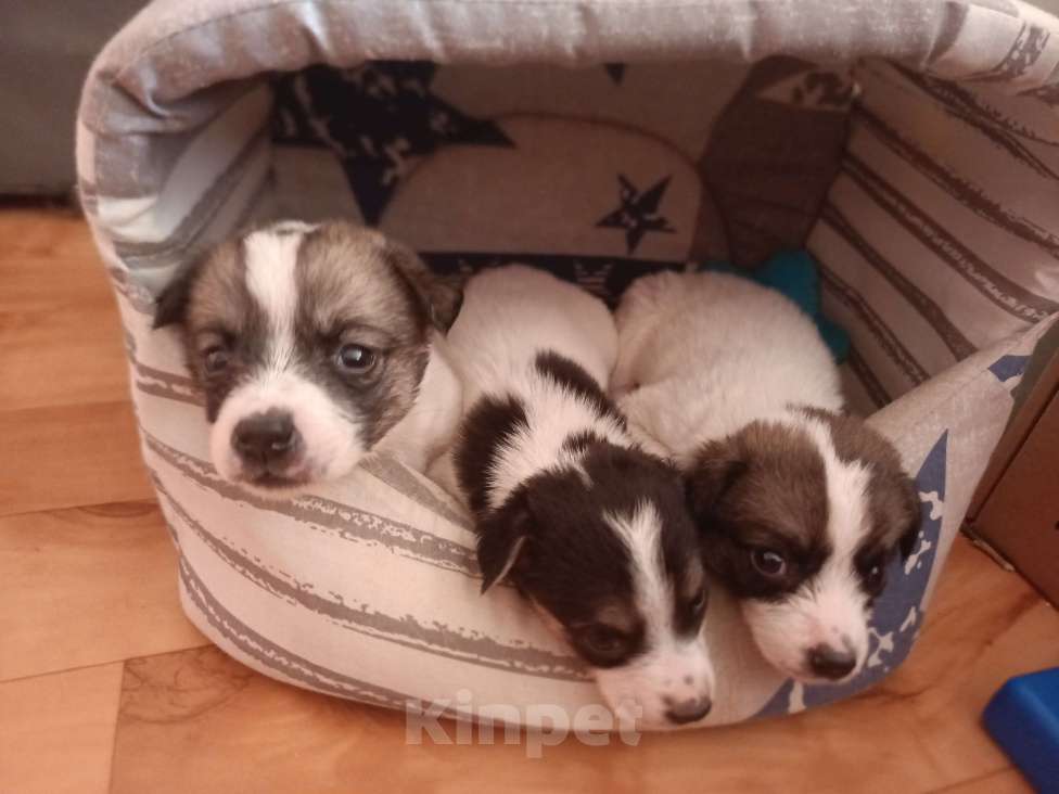 Собаки в Астрахани: 3 девочки ищут любящие семьи Девочка, Бесплатно - фото 10