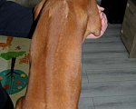 Собаки в Одинцово: Девочка родезийский риджбек. Стандарт. Девочка, Бесплатно - фото 8