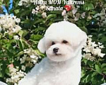 Собаки в Дубне: Бишон Фризе щенки Девочка, 80 000 руб. - фото 5