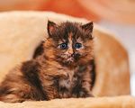 Кошки в Рязани: Сибирские котята, 15 000 руб. - фото 2