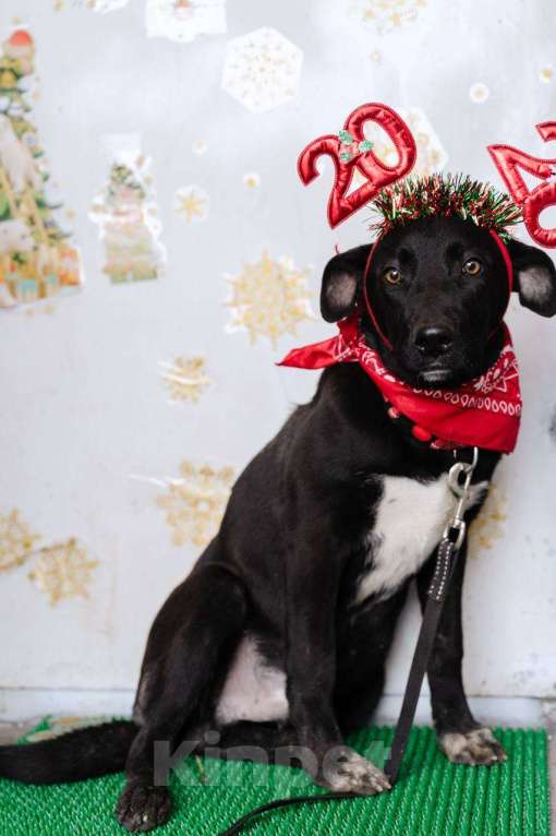 Собаки в Москве: Щенок-подросток ищет дом Мальчик, Бесплатно - фото 5