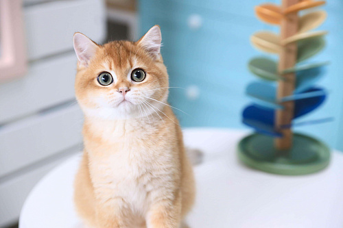 Объявление: Британский котенок Карат, 150 000 руб., Владивосток