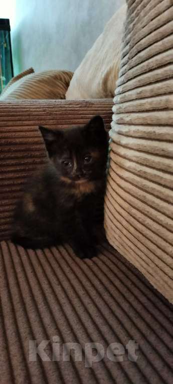 Кошки в Мытищах: Котенок девочка черепахового окраса Девочка, 1 руб. - фото 3