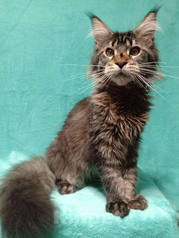 Кошки в Краснодаре: Котёнок мейн-кун Мальчик, 25 000 руб. - фото 5