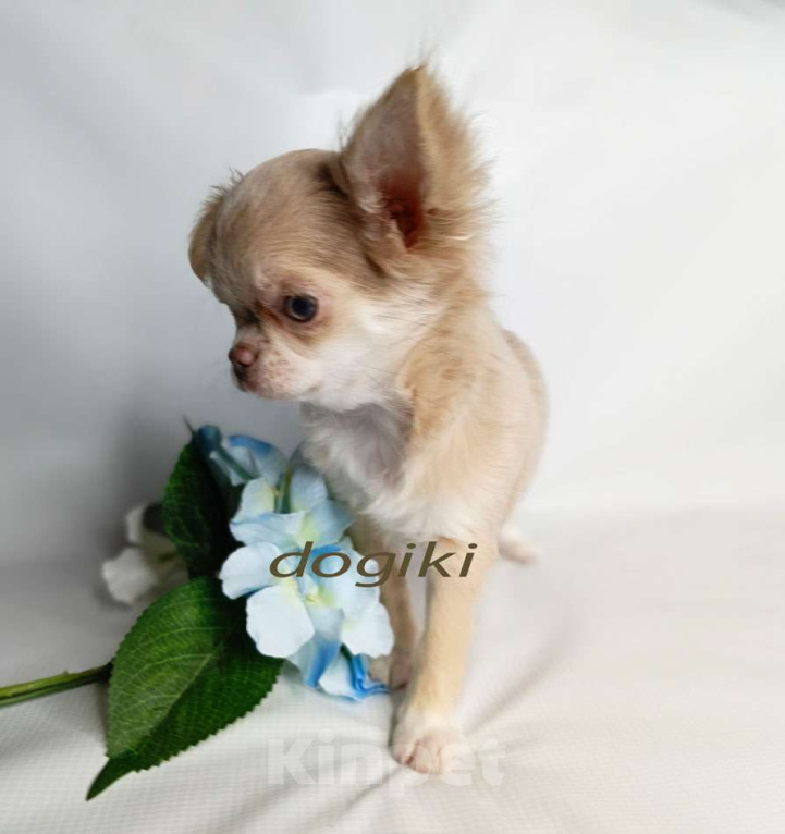 Собаки в Москве: Девочка чихуахуа  Девочка, 45 000 руб. - фото 5