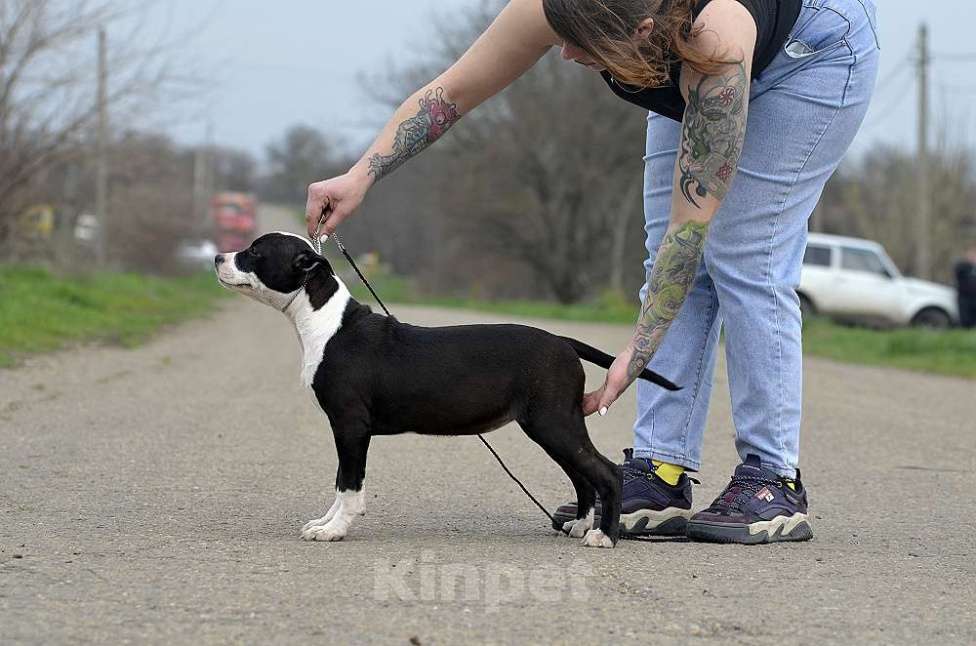 Собаки в Краснодаре: Девочка амстаффа с документами РКФ Девочка, 50 000 руб. - фото 7