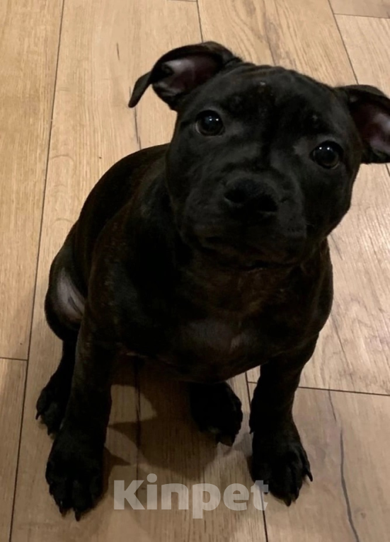 Собаки в Санкт-Петербурге: Стаффордширский бультерьер ( Англ.) Девочка, Бесплатно - фото 4