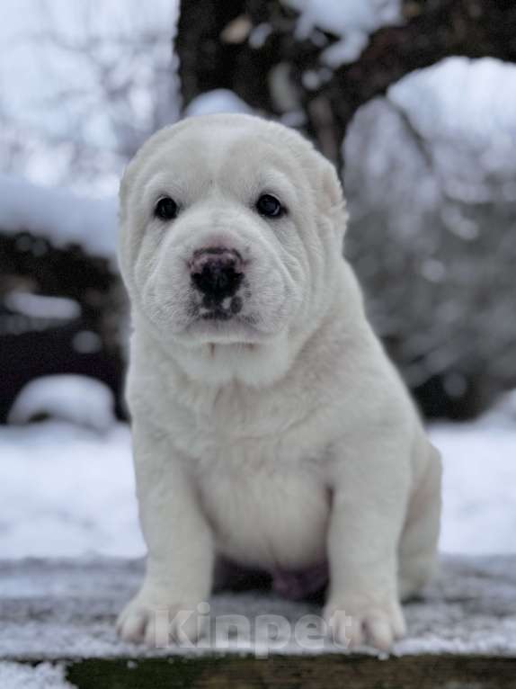 Собаки в Санкт-Петербурге: Жадал Мальчик, 70 000 руб. - фото 5