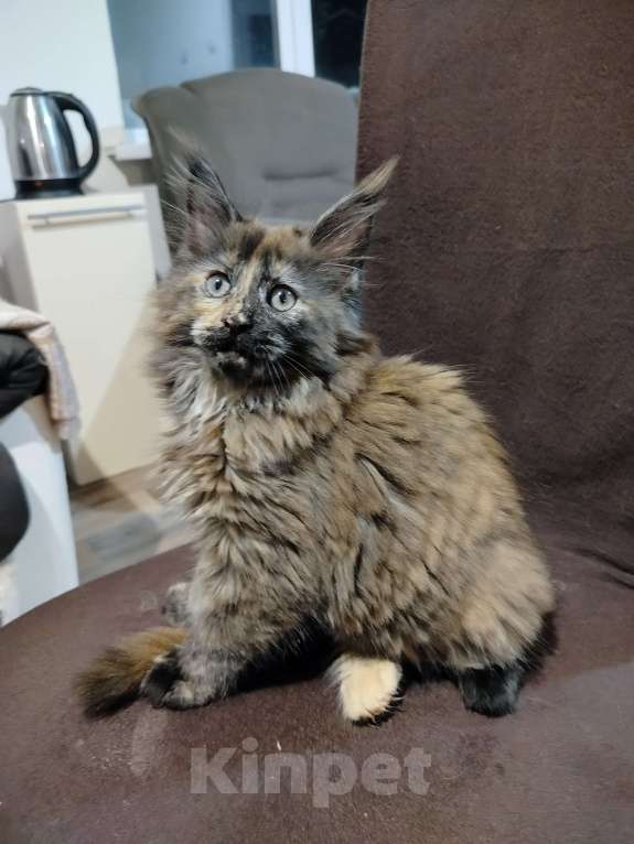 Кошки в Новосибирске: кошка  Девочка, Бесплатно - фото 3