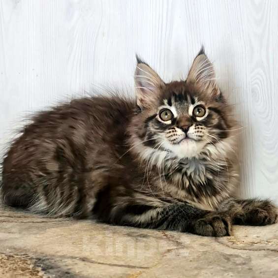 Кошки в других городах Ярославской области: Котята Мейн кун Девочка, Бесплатно - фото 8