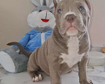Собаки в Балашихе: Американские булли Разнополые, 70 000 руб. - фото 1