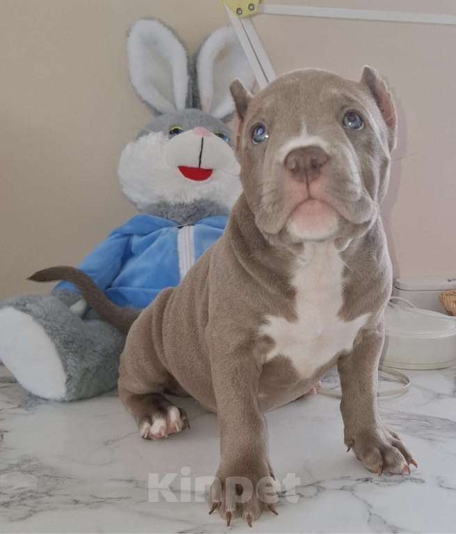 Собаки в Балашихе: Американские булли Разнополые, 70 000 руб. - фото 1