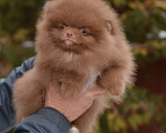Собаки в Москве: щенок шпица коричневого окраса Мальчик, 27 000 руб. - фото 1