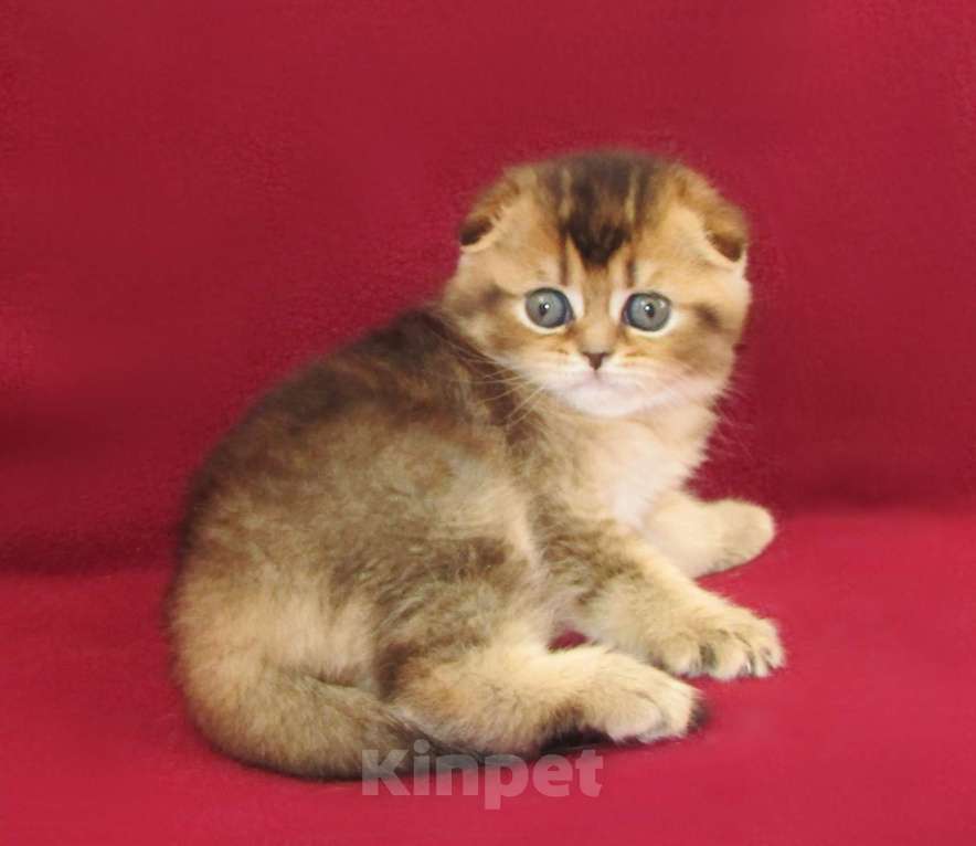 Кошки в Санкт-Петербурге: шотландская кошечка фолд Девочка, Бесплатно - фото 3