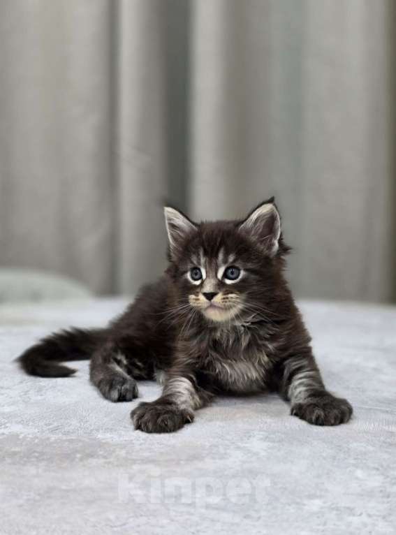 Кошки в Москве: Мальчик 2 помет D Мальчик, 65 000 руб. - фото 3