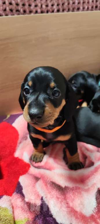 Собаки в Твери: Щенки таксы стандарт Девочка, 50 000 руб. - фото 4