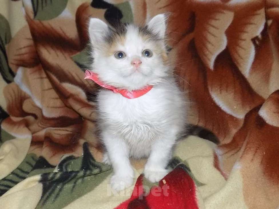 Кошки в Москве: Котята турецкий ван Девочка, 10 000 руб. - фото 9