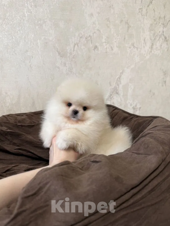 Собаки в Москве: Мальчик мишка Мальчик, 30 000 руб. - фото 1