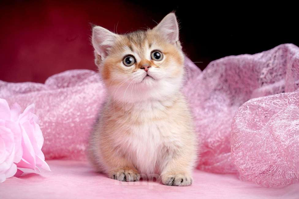 Кошки в Ижевске: Девочка Манчкин Девочка, 100 000 руб. - фото 3