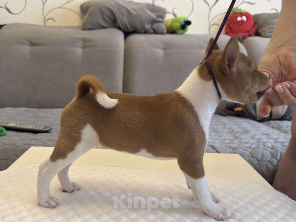 Собаки в Ангарске: Щенки басенджи Девочка, 65 000 руб. - фото 3