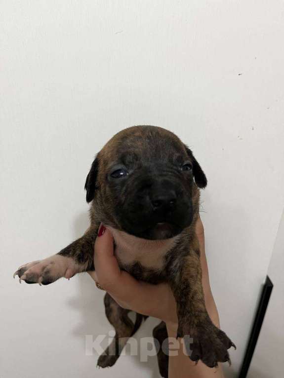 Собаки в Москве: Американские питбультерьеры Мальчик, 20 000 руб. - фото 8