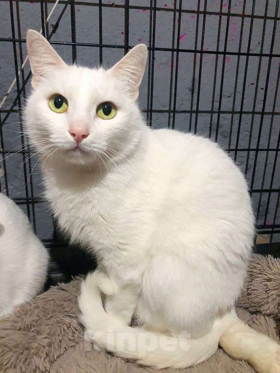 Кошки в Москве: Белая кошечка Пенелопа  ищет дом Девочка, Бесплатно - фото 4