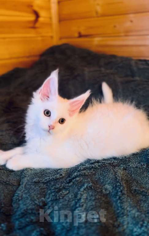 Кошки в Москве: Мейнкун белый полидакт Мальчик, 50 000 руб. - фото 6