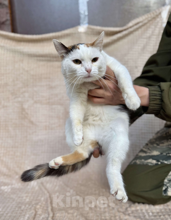 Кошки в других городах Московской области: Трехцветная кошка Горошина ищет дом! Девочка, Бесплатно - фото 6