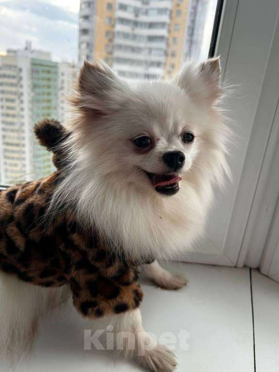 Собаки в Самаре: Шпиц Девочка, 19 000 руб. - фото 1